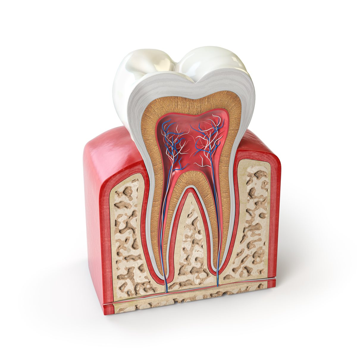 Diş anatomisi: mine, dentin, pulpa ve kök kanalları kesit görünümü